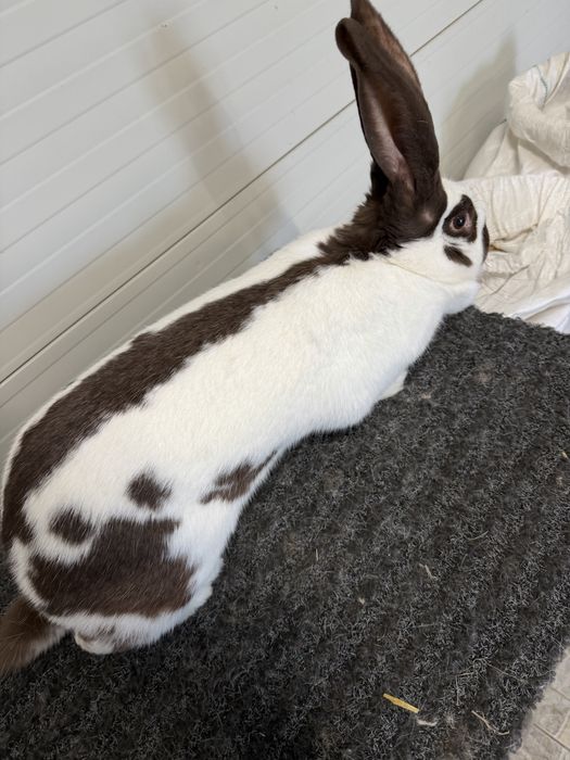 Urias pestrit german * fluture german havana