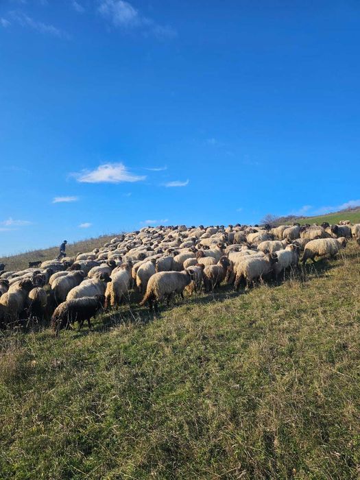 Vand oi  bucalai  detalii negociabil