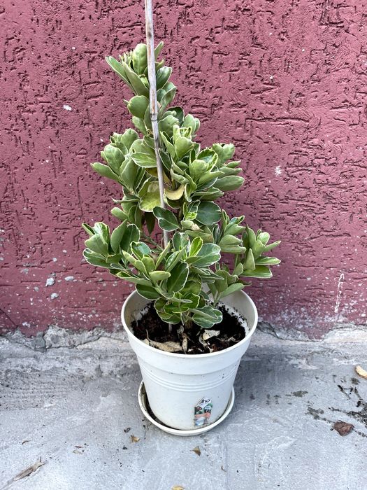 Salba japoneza (Euonymus) 80-100 cm