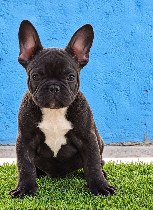 Mascul elita bulldog francez