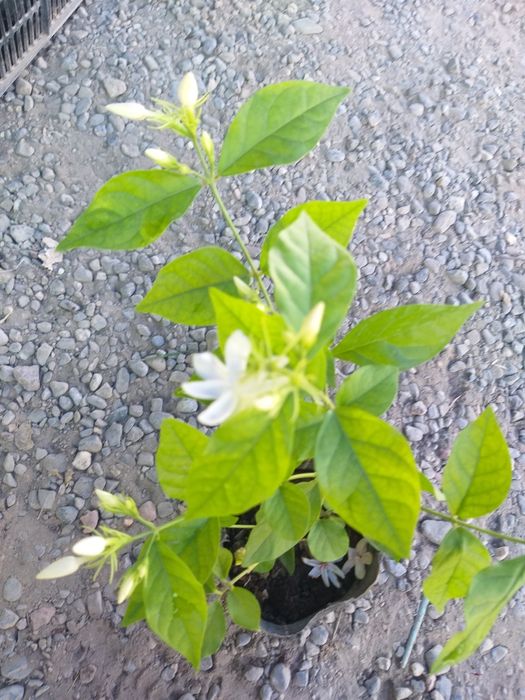 Jizzax Garden life taqdim etadi bizda turli xil xonaki gullar sotiladi