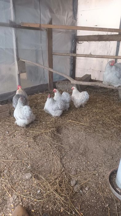 Oua si pui de cochinchina si wyandotte portelan