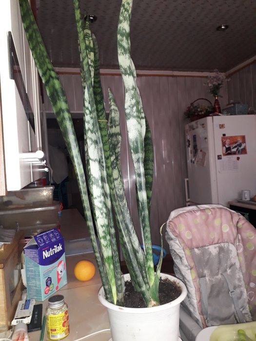 Продам цветок , можно для офиса