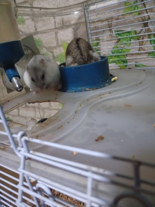 Vând sau schimb hamsterii pitici