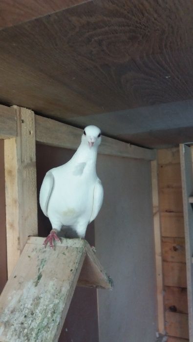 Vand voiajori albi , femele, masculi, perechi si pui