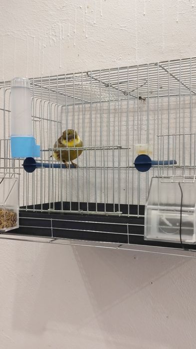 Продавам мъжко глостер