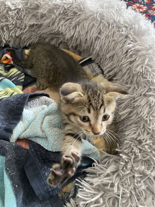 Красивые котята