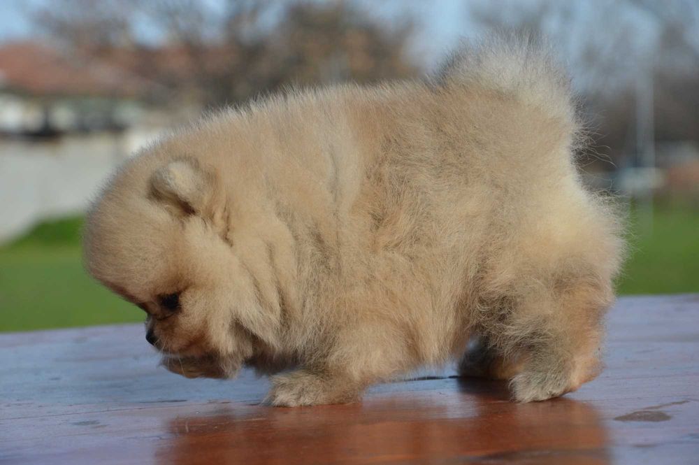Померан мини baby face