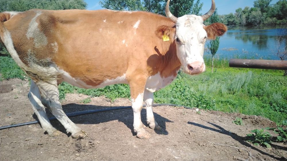Продаются бычки и коровы