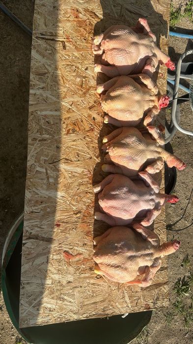 Продам домашних курей