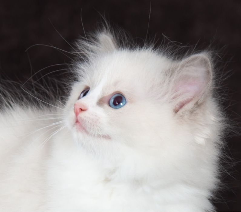 Котята породы регдолл