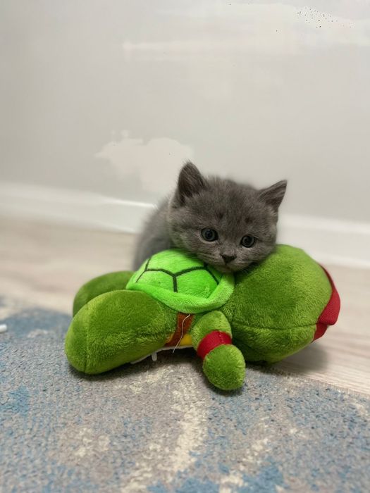 Продается котенок пародистая