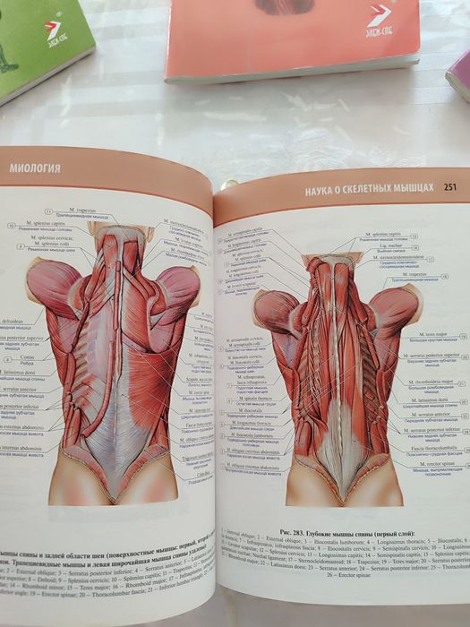 Анатомия человека Атлас