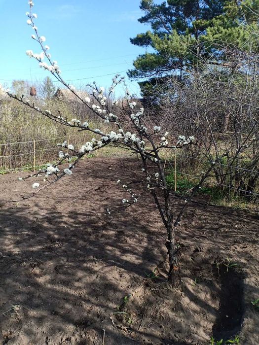 Продам дачу в СО "Автомобилист"