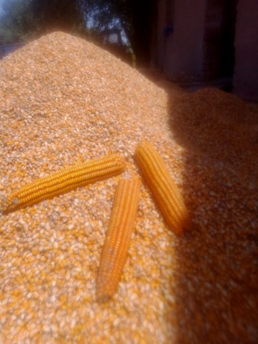 Макайи дон 120 кунлик