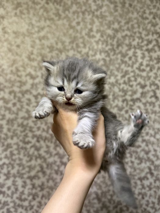 Британские котята
