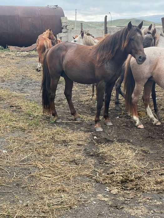 Айгыр сатылады 8 жасар