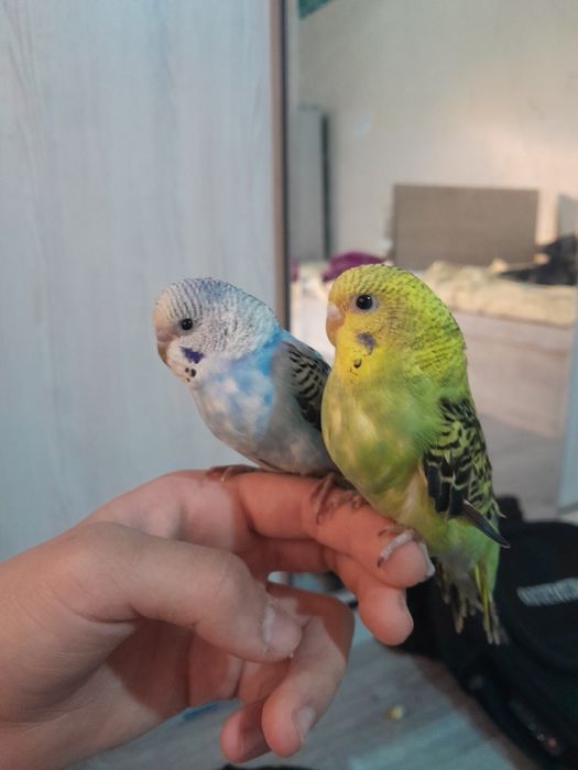 Сотилади нар ва мода ручноц