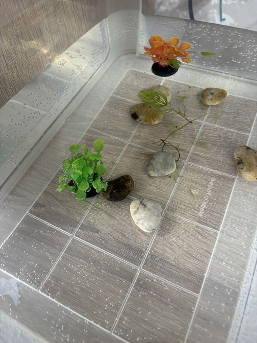 Улитка бесплатно