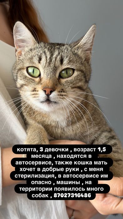 Бесплатно котята