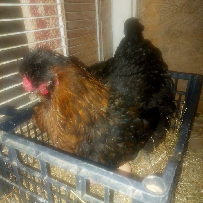 Ouă pentru incubat.