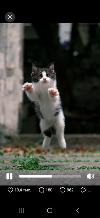 Котёнок в хорошие руки