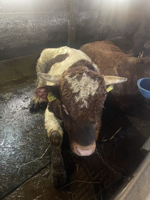 Tauri de vanzare intre 400-600kg