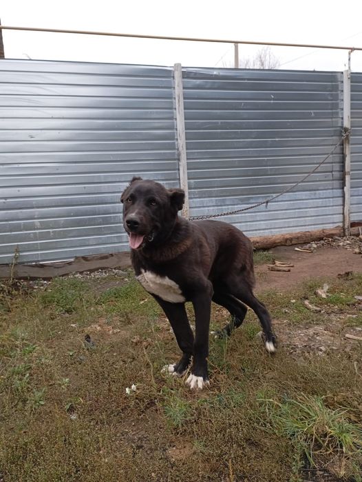 АЛАБАЙ, ОБМЕН  на барана