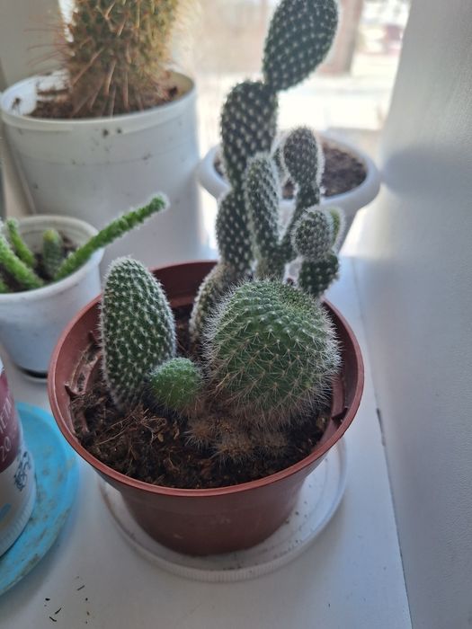 Кактусы коллекция необычные