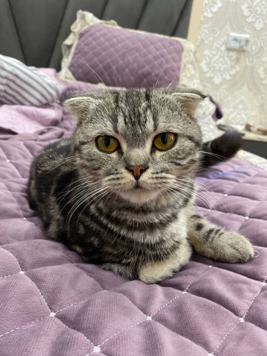 Skottish fold õğil bola kelashamiz