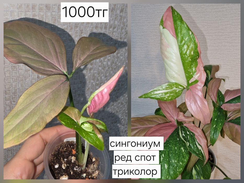 Продам комнатные растения
