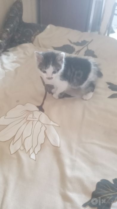 Одам бесплатно котенок