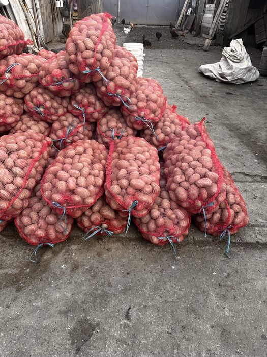 Cartofi albi si rosi de vanzare 1,80 albi 2 lei roși