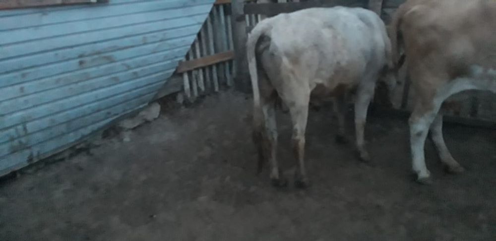 Бука сатамын 4 бас