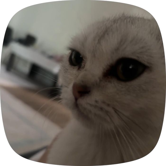 Шотландская вислоухая кошечка