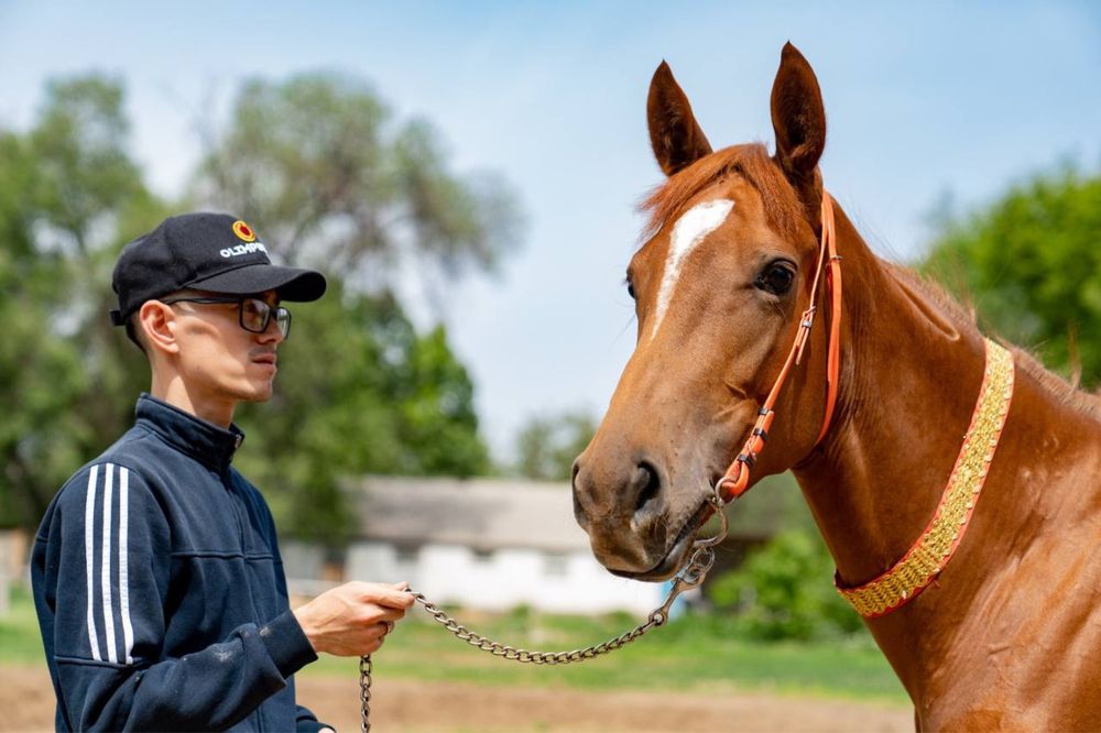 Тренинг скаковых лошадей