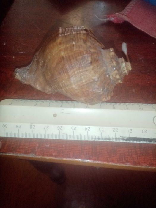 Ракушка времени ссср из моря