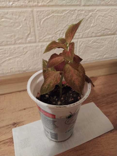 6  копривки + подарък