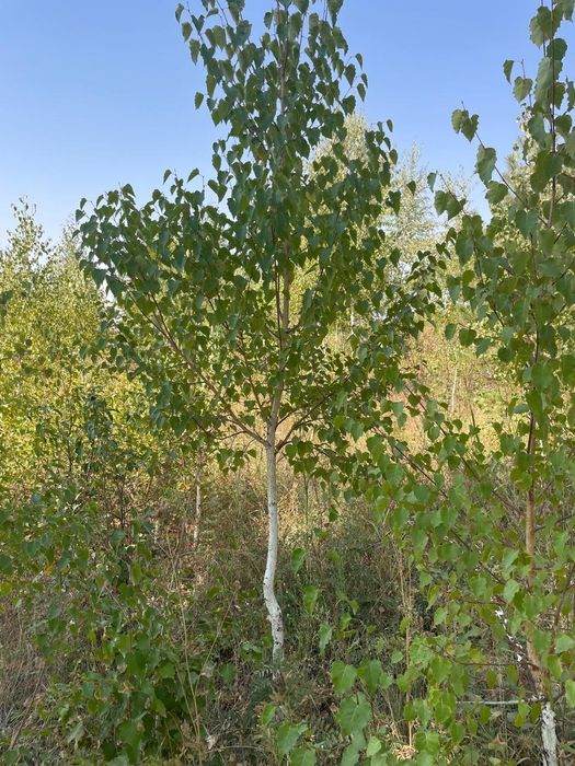 Саженцы все виды