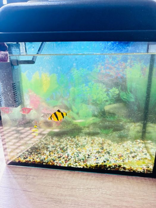 Аквариум Очень крутой
