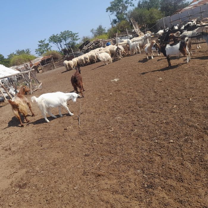 Vând capre și oi bune