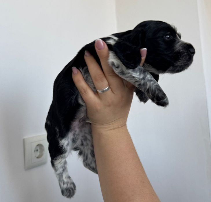 Продам английского спаниель