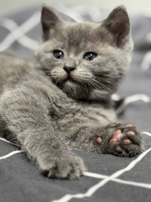 Британский котёнок