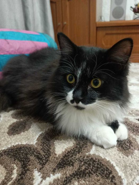 Котика в хорошую семью