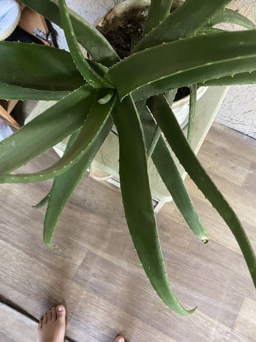 Алоэ «Вера» настоящее