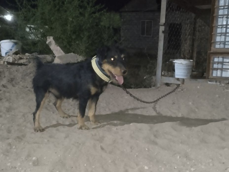 Як терьер 1 год кабель