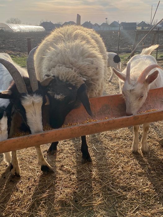 berbec tigaie cu suffolk de un an