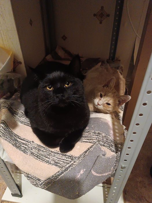 кастрировпнный,милый малыш Риччи-8мес