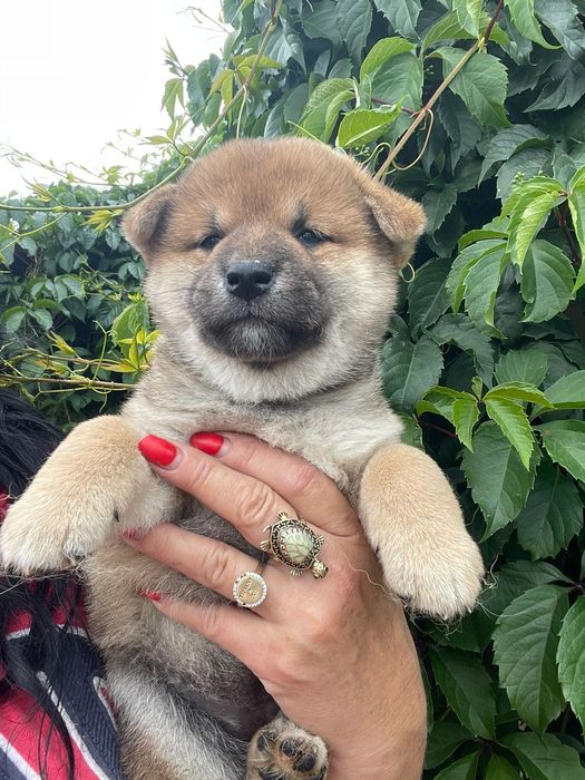 Девочки Сиба ину