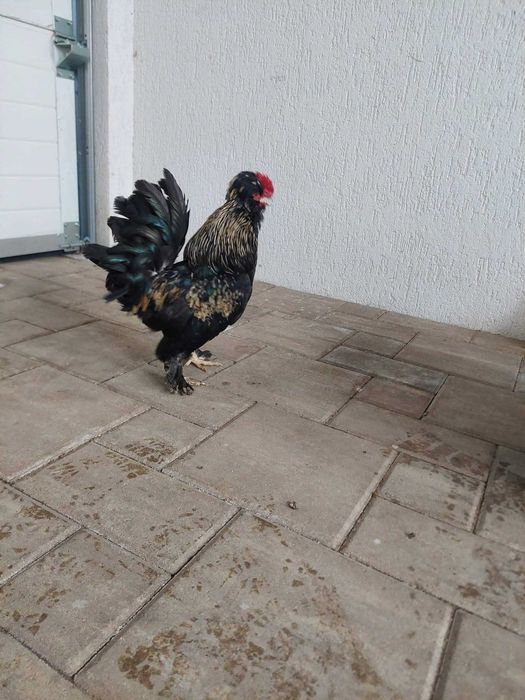 Oua .Puii.  Cocosi Pitice Bantam